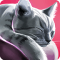 猫舍特别版