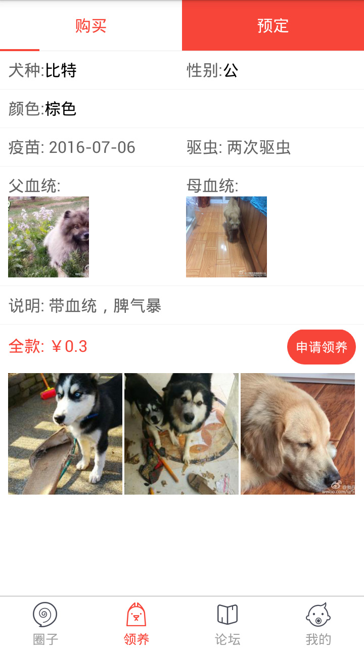 领狗狗