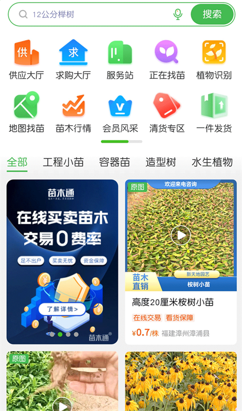 苗木通