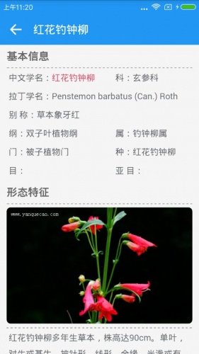 燕雀草