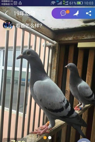 信鸽