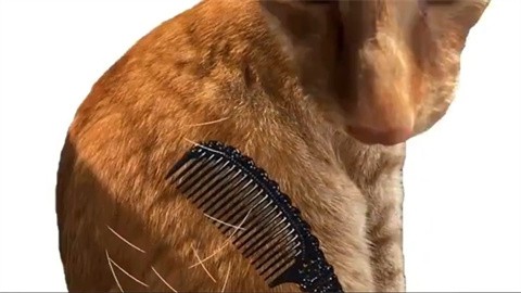 给猫梳毛