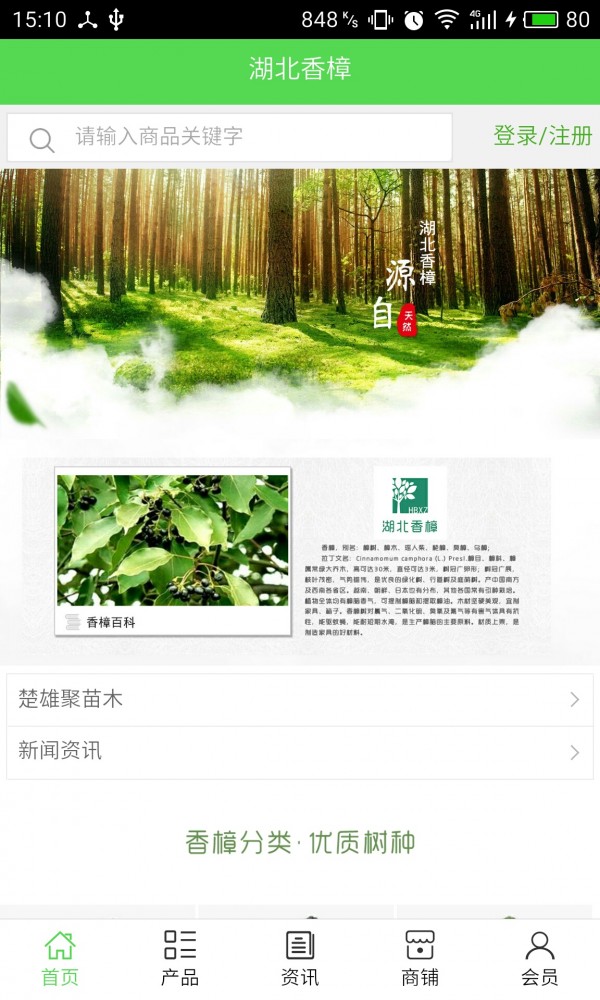 湖北香樟
