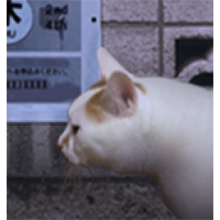 翌日猫之怪奇谭
