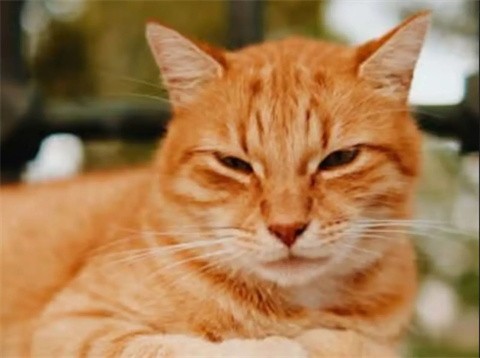 给猫梳毛