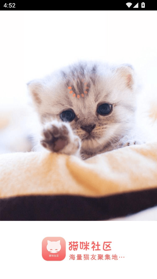 猫咪社区
