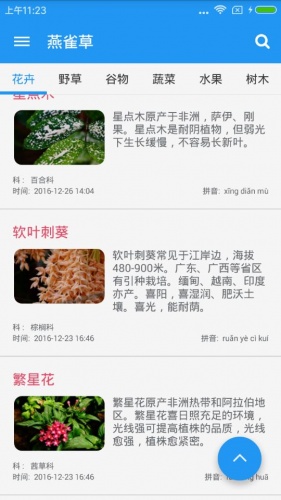 燕雀草