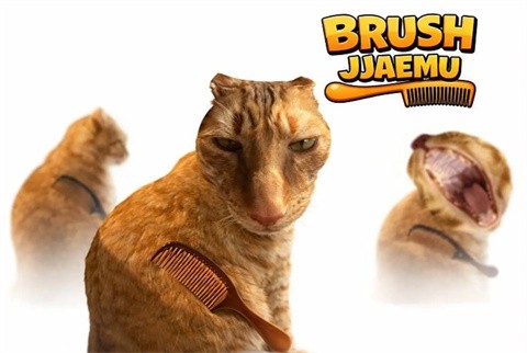 给猫梳毛