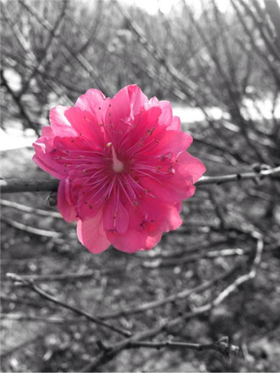 snapseed手机app