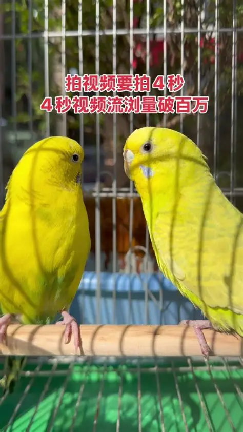 抖音港版