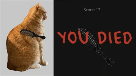 给猫梳毛